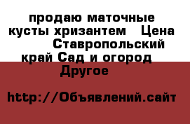 продаю маточные кусты хризантем › Цена ­ 50 - Ставропольский край Сад и огород » Другое   